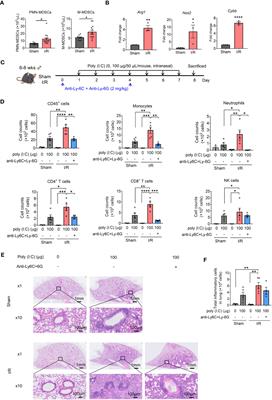 Myeloid-derived suppressor cells exacerbate poly(I:C)-induced lung inflammation in mice with renal injury and older mice